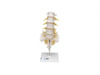 5-częściowy model kręgów z kością krzyżową - 1019510 3b scientific modele anatomiczne 6